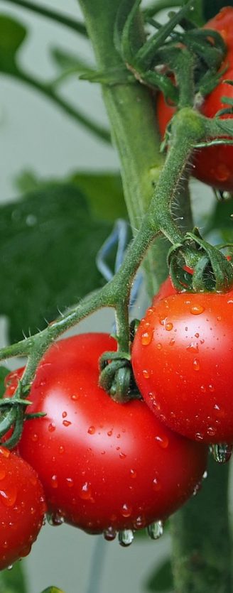 tomatoes, vines, water droplets-1561565.jpg